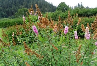 Spiraea billardii