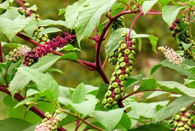 Raisin d'amérique - Phytolacca americana