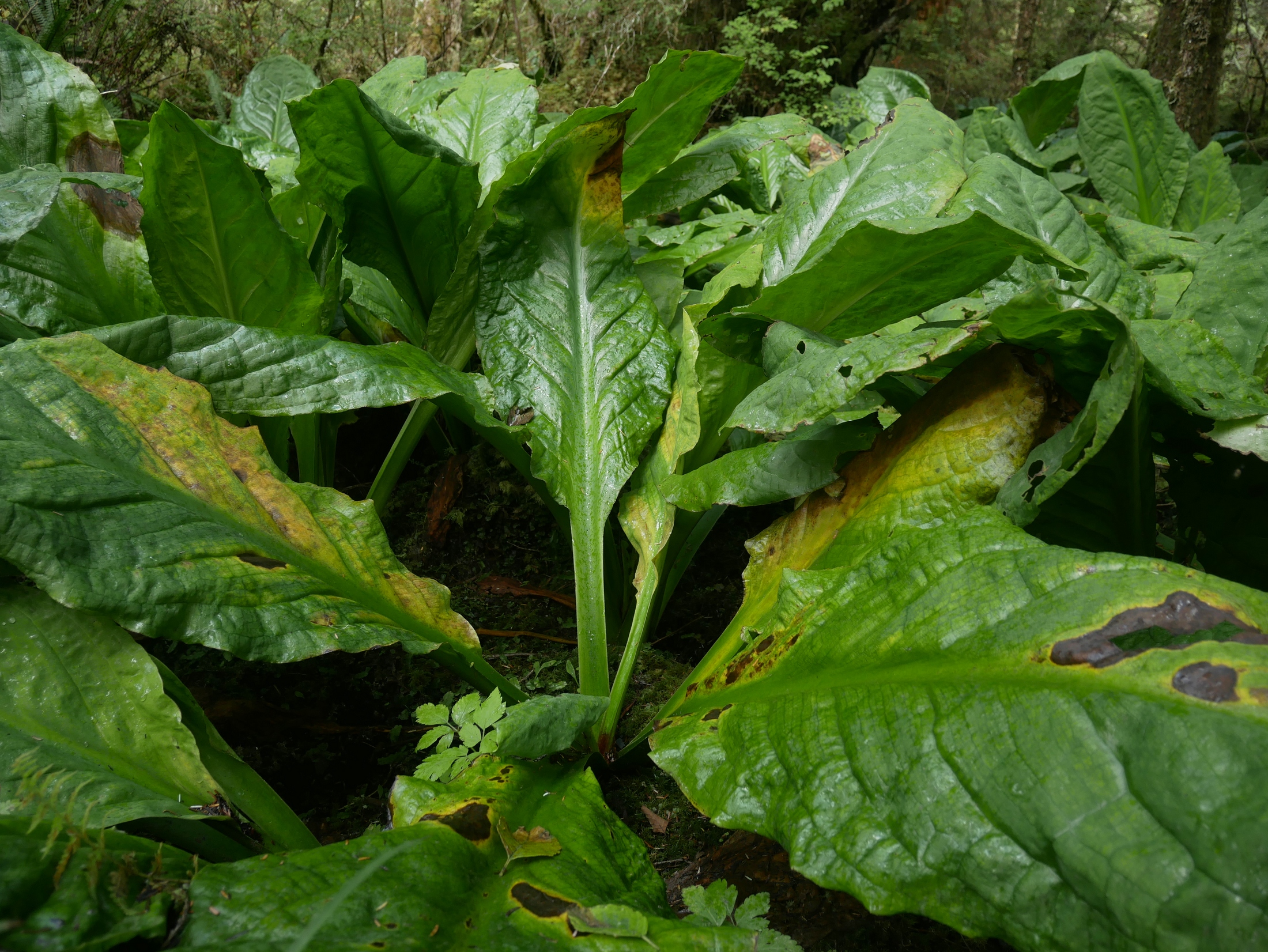 Lysichiton americanus